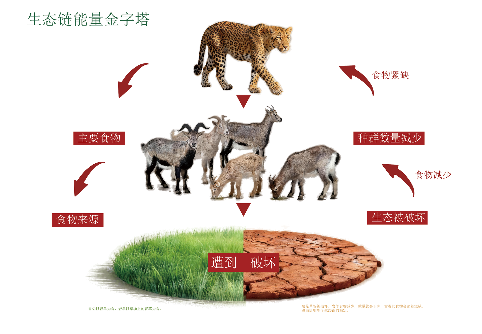 生态链能量金字塔