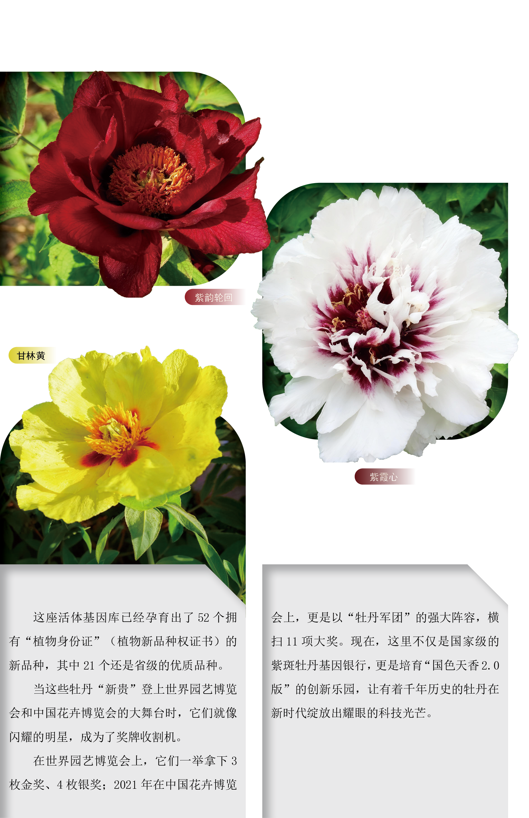 牡丹基因宝库-1