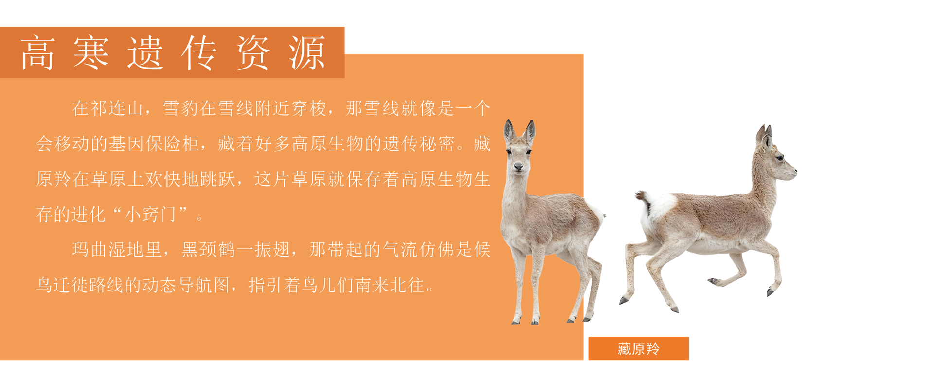 高寒遗传资源-藏原羚